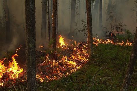 Largest Brush And Forest Fires In Recorded History