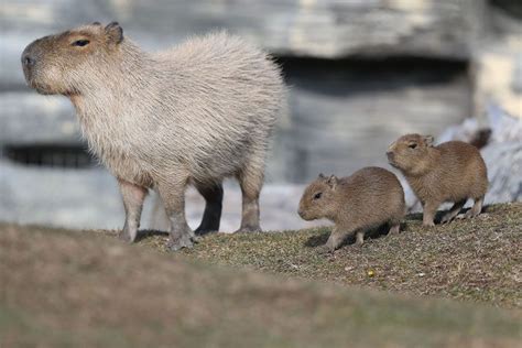 Companionable Capybaras Capybara Baby Capybara Animals
