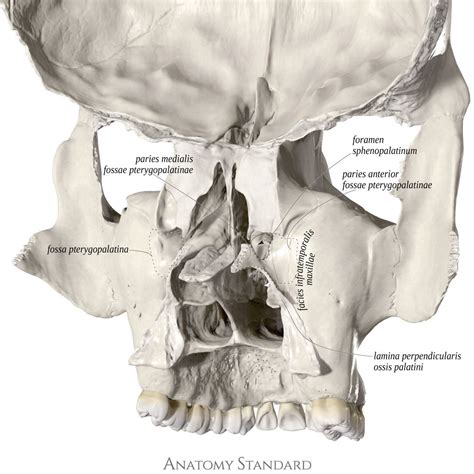 The Coronal Split Of The Skull Fossa Pterygopalatina Skull Anatomy