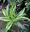 A dracena é uma planta de fácil cultivo, ideal para iniciantes – Telegraph
