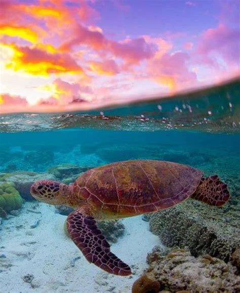 Pin By Kyurra Gill On Cute Sea Turtle Pictures Turtle