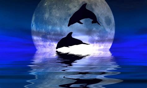 Dolphin Wallpapers Wallpaper Cave