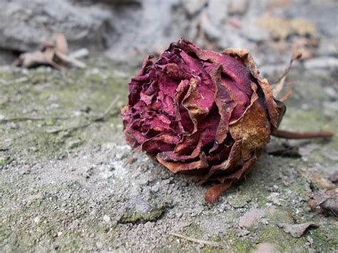 Saya tertanya tanya kenapa bunga rose asyik gugur layu dan mati. Paling Bagus 10+ Gambar Bunga Layu Cantik - Gambar Bunga Indah