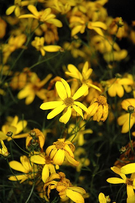 Uncover why hadley garden center is the best company for you. Electric Avenue Tickseed (Coreopsis verticillata 'Electric ...