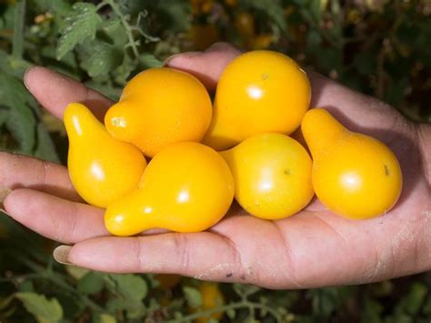 Yellow Pear Tomato Baker Creek Heirloom Seeds