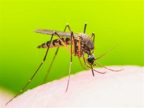 Genetically Modified Mosquitoes Could Help Eradicate Malaria •