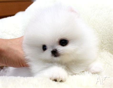 900 x 798 jpeg 70 кб. !Super Tiny Teacup AKC Toy pomeranian puppies for Adoption ...