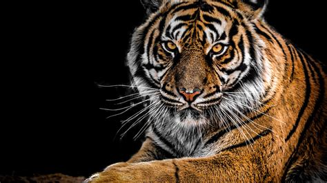 Tiger Wallpaper Hd 80605 Baltana