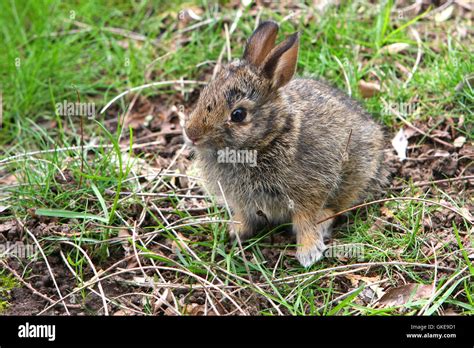 Cottontail Rabbit Sylvilagus Young Baby Stock Photo Alamy