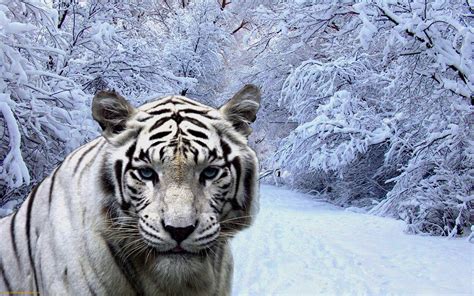 Тигр В Снегу Картинки На Рабочий Стол Telegraph