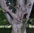 It’s alive! | Weird trees, Unique trees, Nature tree