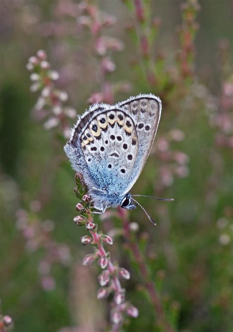 Silver Studded Blue Plebejus Argus Iping Common West Sus Flickr