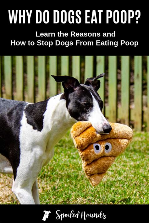 Why Do Dogs Eat Poop And How To Stop It Spoiled Hounds