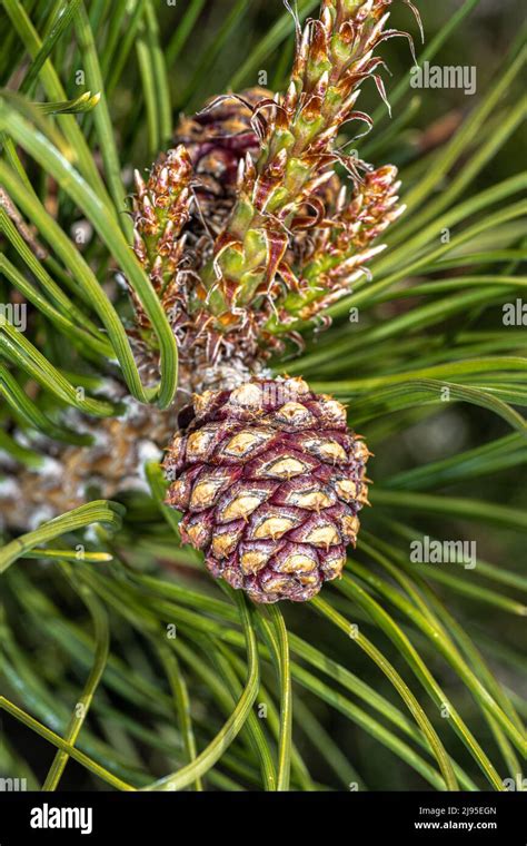Developing Cone Of Chinese Red Pine Or Table Top Pine Pinus