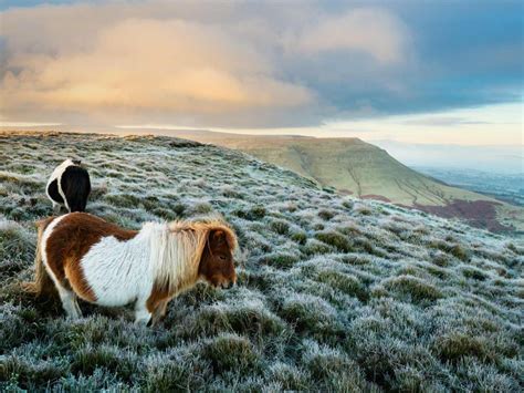 Ponies Wales Bing Wallpaper Download