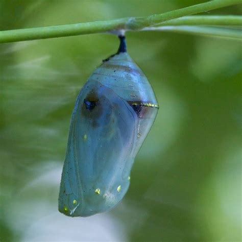 Pin By Ashlee Jeffery On Ethereal Art In 2023 Butterfly Pupa