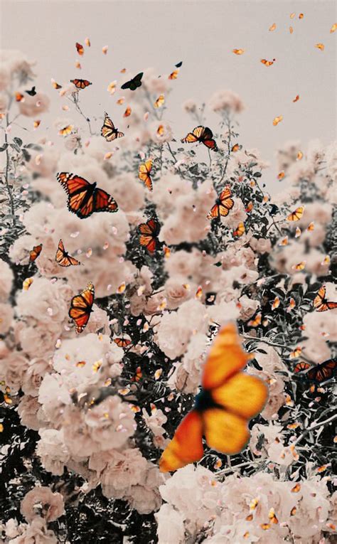 Pin By Cynthia Barragan On Amo Amo Butterfly Wallpaper Iphone Iphone