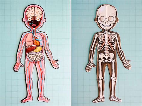 Aprendiendo Anatomía Con Bodymagnet De Janod Imprimible Blog De