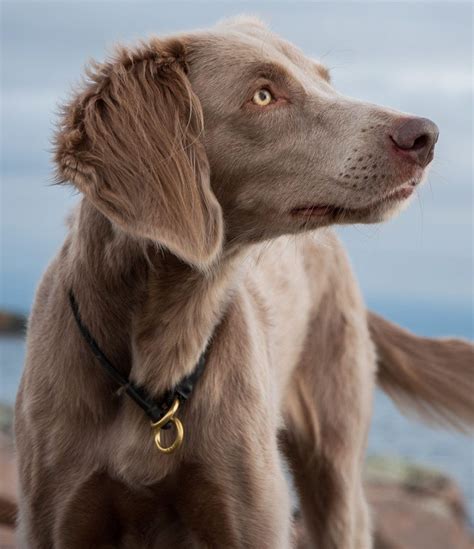 Long Haired Weimaraner Your Complete Guide To This Breed Weimaraner