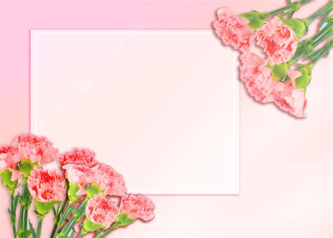 Background Latar Belakang Bunga Anyelir Sederhana Yang Indah Anyelir