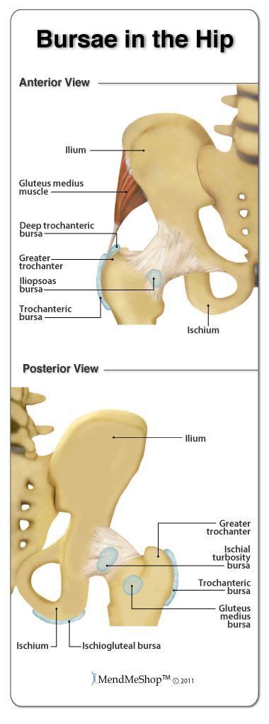 And rather than focusing on the turnover portion of your stride, focus on increasing your force production and you will be faster. Bursae in the Hip. The main bursa in the hip area include the greater trochanteric bursa, deep ...