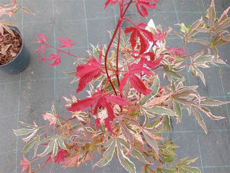 Pépinière Dérable Du Japon Acer Palmatum Pink Passion — Plantamus
