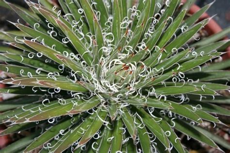 Only one needle can be stuck in an enemy at a time. Agave filamentosa