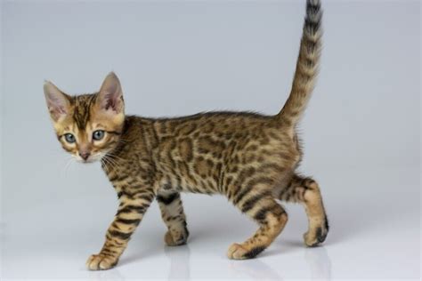 Exquisite Male Bengal Kitten In Cheadle Manchester Gumtree
