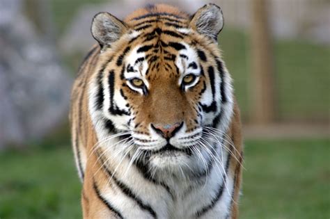 Amur Tiger Information From Marwell The Zoo
