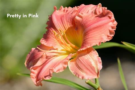 10 Pink Daylilies To Plant In Your Garden — Gardening Herbs Plants