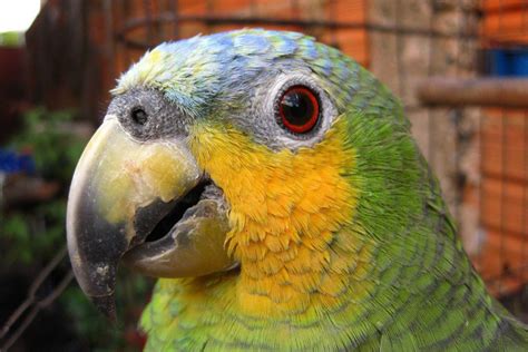 Papagalul Amazonian Cu Aripi Portocalii E Vet