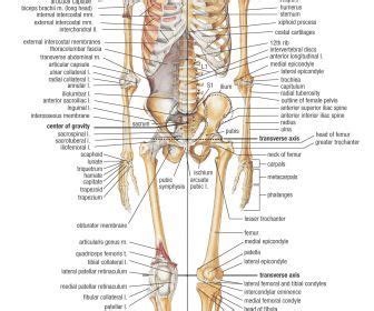 The human body is everything that makes up, well, you. bones and bony landmarks (With images) | Human skeletal ...