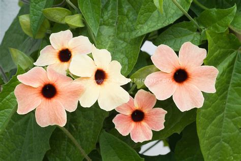 South africa is the third most biodiverse country in the world and inhabitants have for centuries employed the help of indigenous medicinal plants. Thunbergia alata 'Blushing Susie' aka 'African Sunset ...