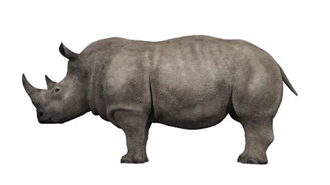 Isolated Single Rhino Right Side Profile View 3d Rendering Stock Photo