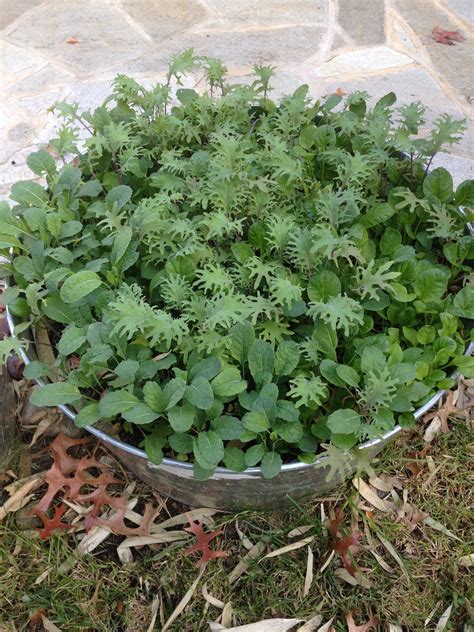 Edible Eden Baltimore Foodscapes— You've Got Kale!