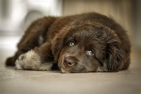 Lazy Dog Breeds That Are Expert Nappers Readers Digest Canada