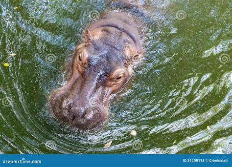 Hippopotamus Swimming In Water Stock Photo Image Of Swimming Mammal