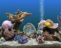 Marine aquarium screensaver serene screen - deluxegross