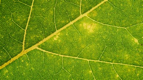 Download Wallpaper 3840x2160 Leaf Veins Green Macro Plant 4k Uhd 16