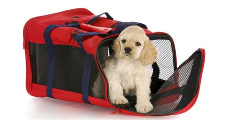 The amount of time that you can safely leave your puppy in its crate depends on how good your puppy is at holding its bladder. Dog crates - should you put your puppy in one?