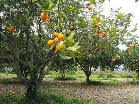 Citrus Greening Disease Can Infect An Entire Tree Weeks Before Symptoms