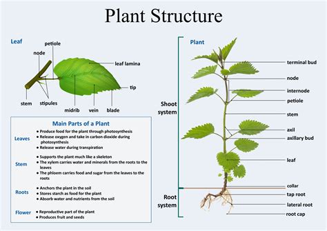 Plant Structure And Function Plant Structure Biology Plants Plants