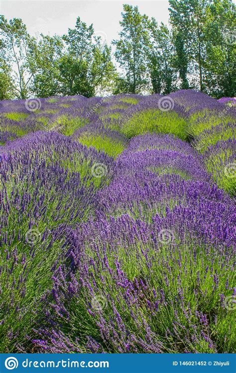 Lavender Flower Field Beautiful Summer Landscape Stock Photo Image