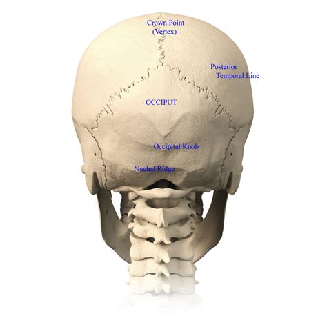 When to see a doctor. Skull Anatomy - Terminology | Dr. Barry L. Eppley