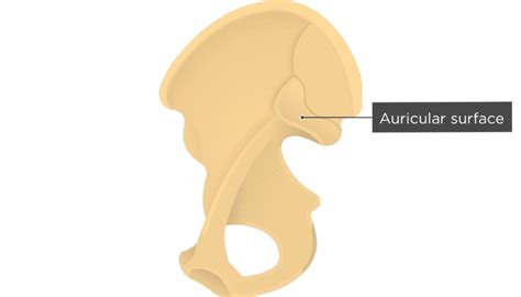 Hip Bone Anatomy Medial Or Internal Markings