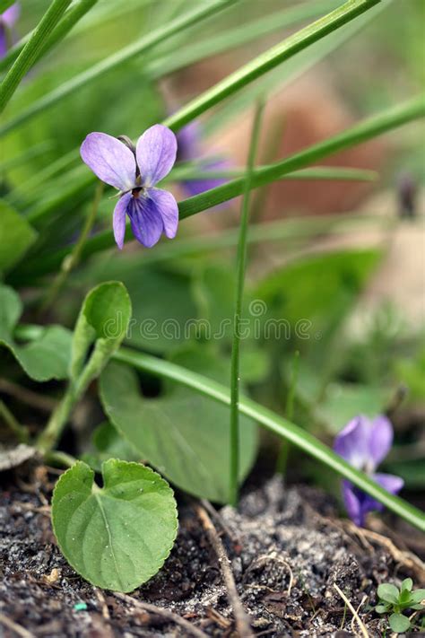 Garden Violet Flowers Stock Photo Image Of Spring Purple 61817326