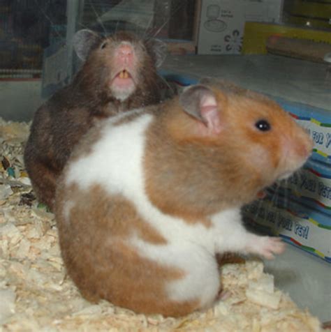 All You Ever Wanted To Know About Hamsters HubPages