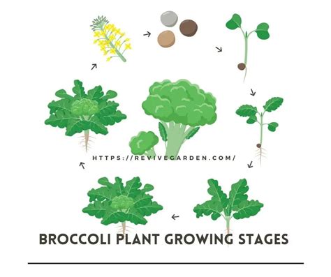 Broccoli Plant Growing Stages Expansion Improvements