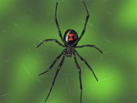 Black widow spider toxin black widow venom. The Poisonous Black Widow Spider