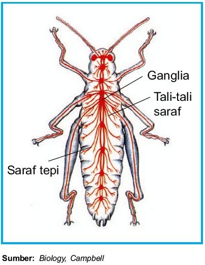 ← jaringan epitel pipih selapis pada hewan → jaringan. Sistem Saraf pada Serangga Insekta